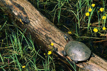Midland painted turtle (Chrysemys picta marginata) on log. by Panoramic Images