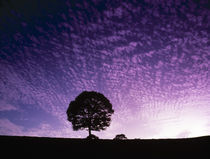 Silhouette of solitary tree with purple sunset by Panoramic Images