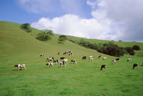 Cattle grazing on a field, Novato, Marin County, California, USA by Panoramic Images