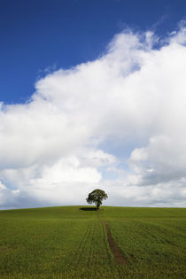 Oak Tree in Arable Field, Near Carlow, Co Carlow, Ireland von Panoramic Images