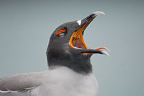 Close-up of a Swallow Tailed gull (Creagrus furcatus) calling by Panoramic Images