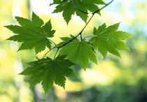 Close-up of maple leaves von Panoramic Images