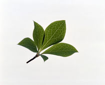 Close up of green leaves on light grey von Panoramic Images