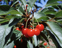 USA, New York, Sodus County, Close-up of cherries on a cherry tree von Panoramic Images