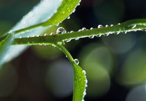 Dew drops on a twig by Panoramic Images