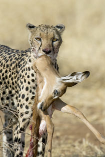 Close-up of a cheetah carrying its kill by Panoramic Images