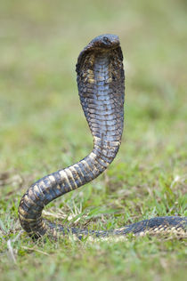 Close-up of an Egyptian cobra (Heloderma horridum) rearing up by Panoramic Images