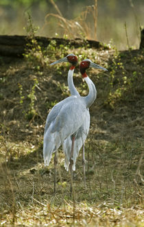 Close-up of two Sarus cranes (Grus antigone) by Panoramic Images