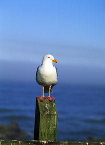 Western Gull Seabird On Post by Panoramic Images