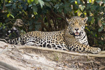 Jaguar (Panthera onca) resting on a rock by Panoramic Images