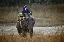 Man riding an Indian Elephant (Elephas maximus indicus) von Panoramic Images
