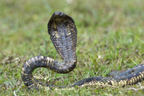 Close-up of an Egyptian cobra (Heloderma horridum) rearing up by Panoramic Images