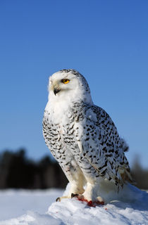 Snowy owl (Nyctea scandiaca) on snow perch, profile. by Panoramic Images
