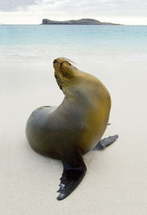 Galapagos sea lion (Zalophus wollebaeki) on the beach by Panoramic Images