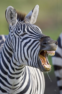 Close-up of a zebra calling by Panoramic Images