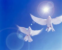 Two doves side by side  by Panoramic Images