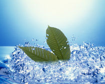 Two green leaves in bubbling water by Panoramic Images