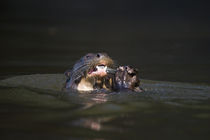 Giant otter (Pteronura brasiliensis) eating a fish by Panoramic Images