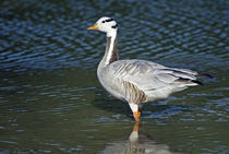 Close-up of a Bar-Headed goose (Anser indicus) in water by Panoramic Images