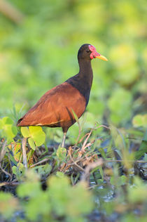 Wattled jacana (Jacana jacana) in a field by Panoramic Images