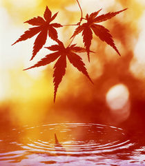 Selective focus of red leaves above water ripples von Panoramic Images