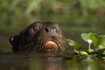 Close-up of a Giant otter (Pteronura brasiliensis) von Panoramic Images