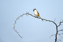 Long-Tailed shrike (Lanius schach) perching on a branch von Panoramic Images