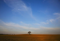 Tilled Field and Tree, Near Carlow, County Carlow, Ireland von Panoramic Images