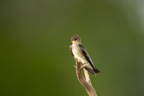 Northern Rough-Winged swallow (Stelgidopteryx serripennis) von Panoramic Images