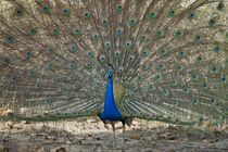Peacock displaying its plumage by Panoramic Images