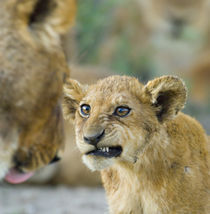 Close-up of a lion cub by Panoramic Images