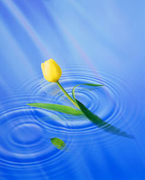 Single yellow tulip rising from water ripples von Panoramic Images