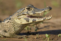 Yacare caiman (Caiman crocodilus yacare) von Panoramic Images