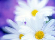 Close up of daisies with purple background von Panoramic Images