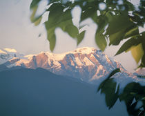 Snow capped mountains in distance through blurred green leaves by Panoramic Images