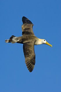 Waved albatross (Diomedea irrorata) flying in the sky by Panoramic Images