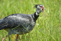 'Close-up of a Crested Screamer (Chauna torquata)' by Panoramic Images
