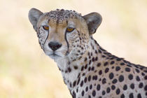 Close-up of a cheetah by Panoramic Images