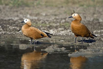 Close-up of two Ruddy shelduck (Tadorna ferruginea) in water von Panoramic Images