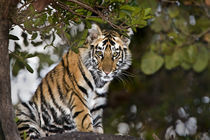 Bengal Tiger (Panthera tigris tigris) cub in a forest von Panoramic Images