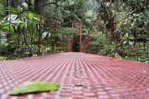 Footbridge in a forest, Puntarenas, Puntarenas Province, Costa Rica von Panoramic Images