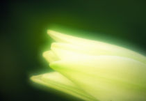 Close-up of a bud by Panoramic Images
