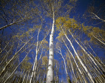Low angle view of birch trees, Iwate Prefecture, Honshu, Tohoku Region, Japan by Panoramic Images