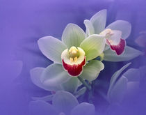 Waxy white orchids with fuchsia centers floating in purple water by Panoramic Images