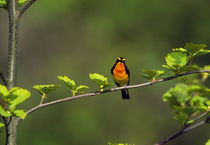 Bird perching on a tree by Panoramic Images