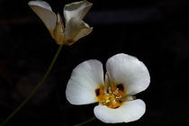 Mariposa Lilies: Motherly Love by Jennifer Nelson