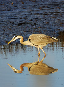 Great Blue Heron at Sunset by Eye in Hand Gallery