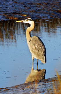 Great Blue Heron at Dusk by Eye in Hand Gallery