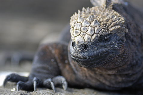 Marine-iguana-galapagos-rm-glp-fna2209