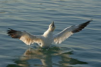 Northen gannet (morus bassanus) bathing in sea at sunrise, France.